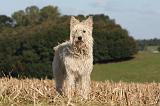 BOUVIER DES ARDENNES 261